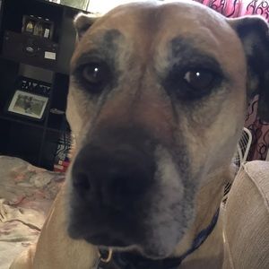 Meet your Posher, Rodella