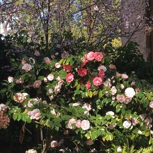 Meet your Posher, Kim