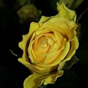 Meet your Posher, Penny