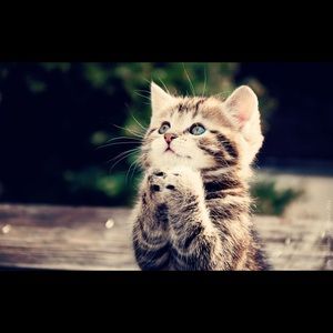 Meet your Posher, Ella