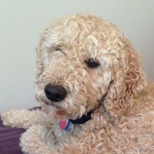 Meet your Posher, Bailey