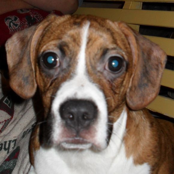 Meet your Posher, Miranda - Picture 1 of 1