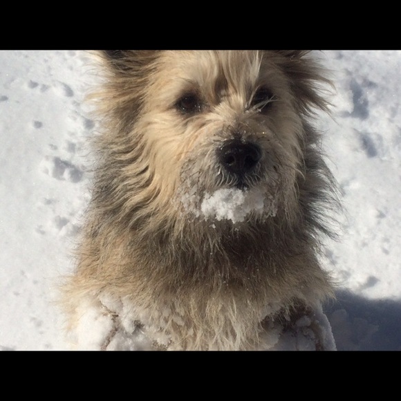 Meet your Posher, Shan - Picture 1 of 1