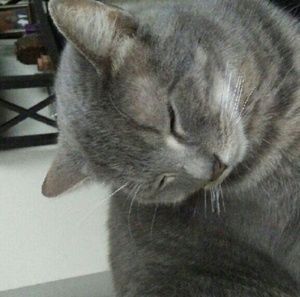 Meet your Posher, Simone