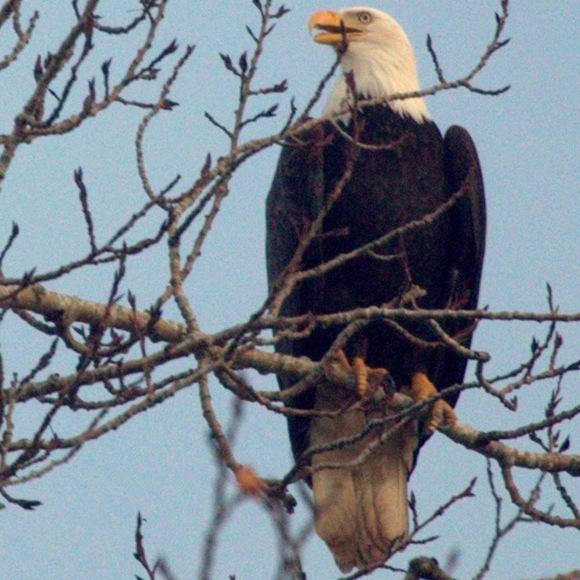 Meet your Posher, Nasa - Picture 1 of 1