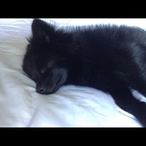 Meet your Posher, Rey