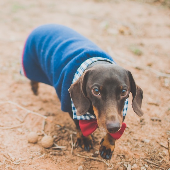 Meet your Posher, Maximina - Picture 3 of 4