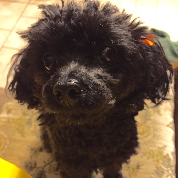 Meet your Posher, Maximina - Picture 2 of 4