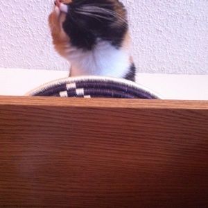 Meet your Posher, Cassandra