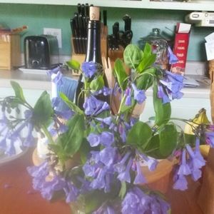 Meet your Posher, Jacomina