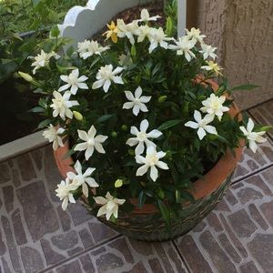 Meet your Posher, Raina