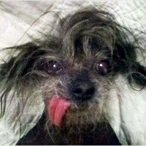 Meet your Posher, Maya