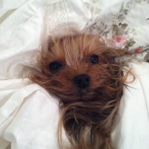 Meet your Posher, Desi