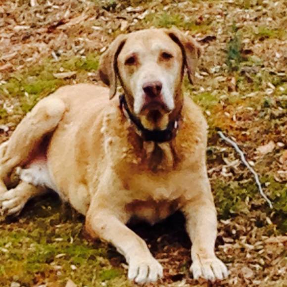 Meet your Posher, Robin - Picture 1 of 1