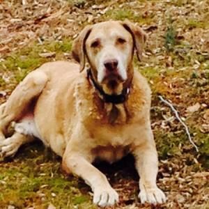 Meet your Posher, Robin