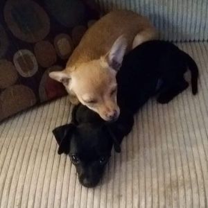 Meet your Posher, Alona