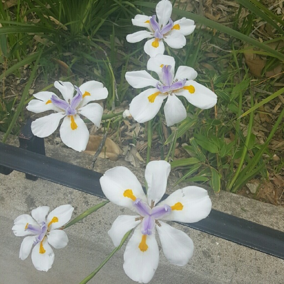 🐘Meet this POSHER💋 - Picture 2 of 3