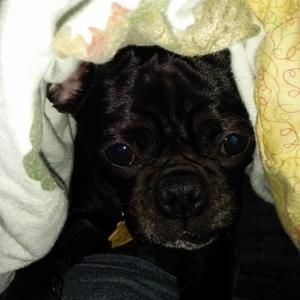 Meet your Posher, Abby