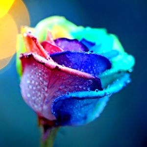 Meet your Posher, Kharee'