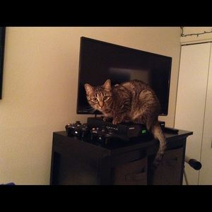 Meet your Posher, Ann