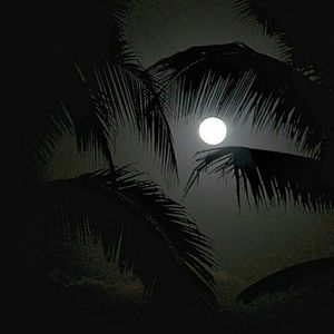 Meet your Posher, Frances