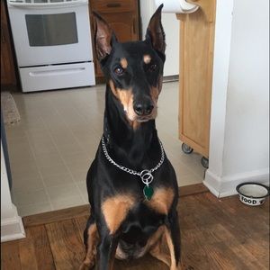 Meet your Posher, Katie