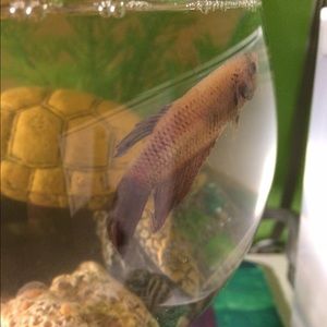 Meet your Posher, Julia