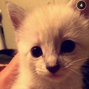 Meet your Posher, Elizabeth