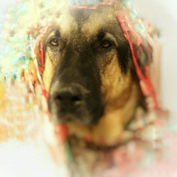 FOLLOW ZEUS the German Shepherd to shares!