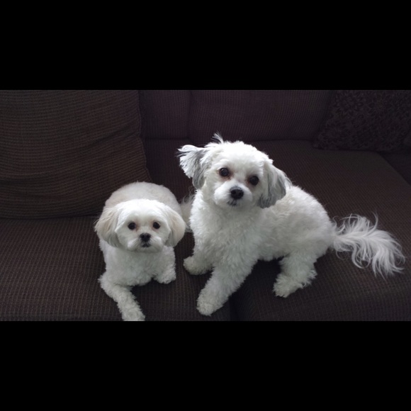 Meet your Posher, Jenny