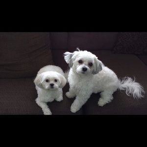 Meet your Posher, Jenny