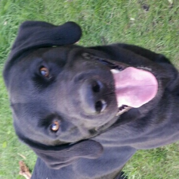 Meet your Posher, Katie - Picture 1 of 1