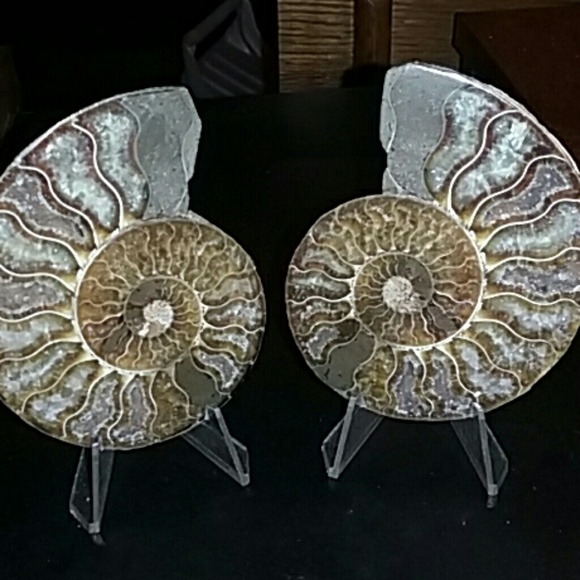 Other - Split Ammonite Fossil specimen
