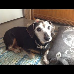 Meet your Posher, Shauna