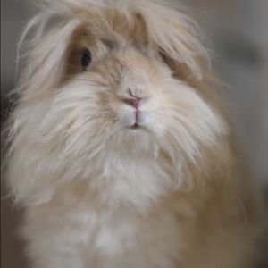 Meet your Posher, Alexis