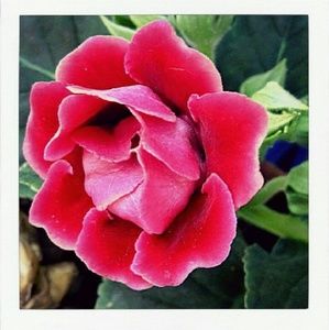 Meet your Posher, Diana