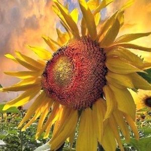 Meet your Posher, Nicki