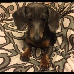 Meet your Posher, Callie