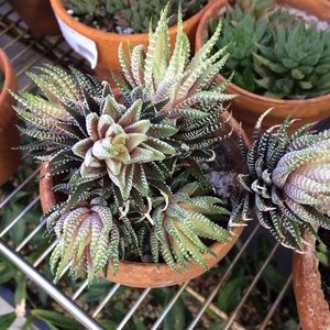 Meet your Posher, Jess