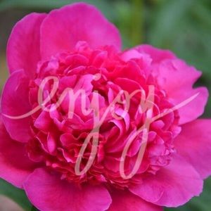 ❤️dress for jeannefields