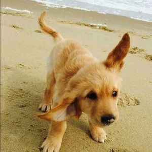 Meet your Posher, Cassie