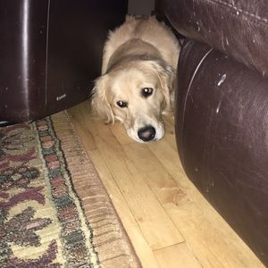 Meet your Posher, Abby