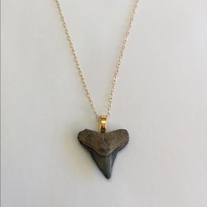 Fossilized Sharktooth Necklace