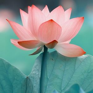 Meet your Posher, Juandrea