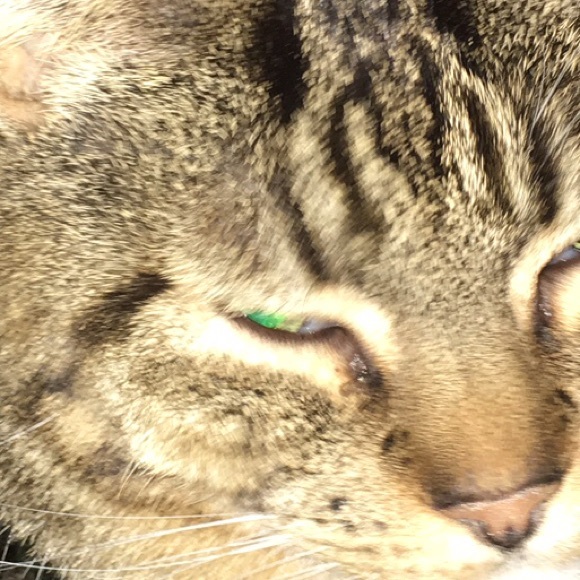 Cat eye