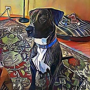 Meet your Posher, Taylor