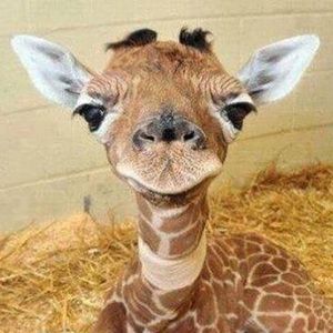 Meet your Posher, Leslie