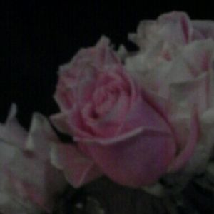 Meet your Posher, Jane