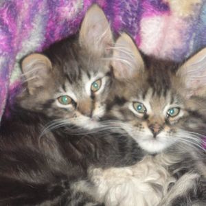 Meet your Posher, Doris