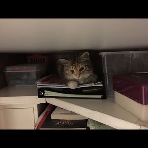 Meet your Posher, Nancy